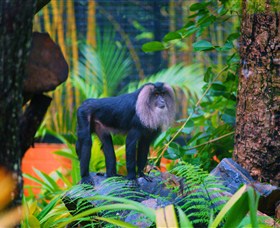 The Rockhampton Zoo - Maitland Accommodation 3
