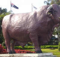Rockhampton Bull Statues - Maitland Accommodation