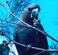 Mount Archer National Park - Maitland Accommodation