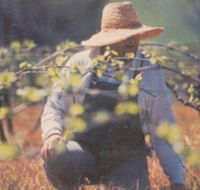 Canobolas Smith Winery - Maitland Accommodation