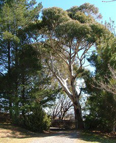 Habitat Vineyard - Maitland Accommodation 1