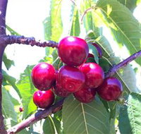 Ballinaclash Orchard and Cellar Door - Maitland Accommodation