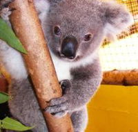 Cooberrie Park Wildlife Sanctuary - Maitland Accommodation