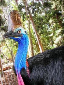 Cooberrie Park Wildlife Sanctuary - Maitland Accommodation 1