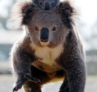 Koalas in Gunnedah - Maitland Accommodation