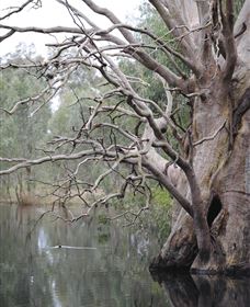Wonga Wetlands - Maitland Accommodation 3