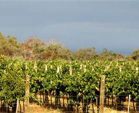 Amulet Vineyard And Beechworth Cider - Maitland Accommodation 7