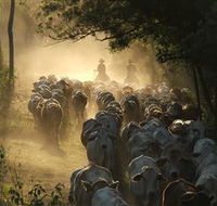 Springvale Horse Treks - Maitland Accommodation