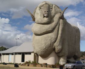 Big Merino - Maitland Accommodation 0