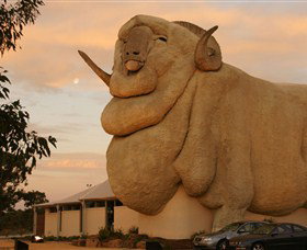 Big Merino - Maitland Accommodation 3