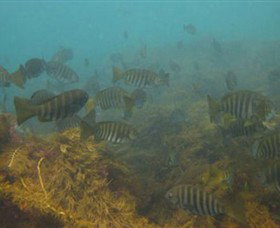 Cape Paterson VIC Maitland Accommodation