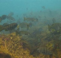 Bunurong Marine and Coastal Park - Maitland Accommodation