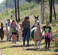 Ottaba Llamas - Maitland Accommodation