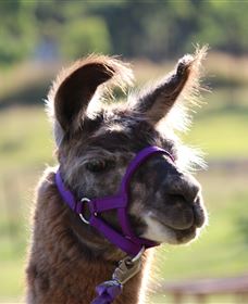 Ottaba Llamas - Maitland Accommodation 3