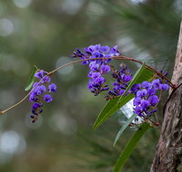 Mann River Nature Reserve - Maitland Accommodation