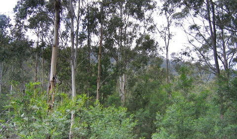 Bangadilly National Park - Maitland Accommodation 1