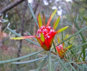Glenbrook NSW Maitland Accommodation