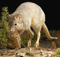 Kanyana Wildlife Rehabilitation Centre - Maitland Accommodation