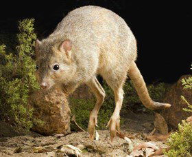 Kanyana Wildlife Rehabilitation Centre - Maitland Accommodation 0