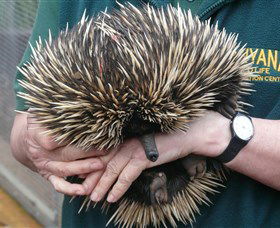 Kanyana Wildlife Rehabilitation Centre - Maitland Accommodation 2