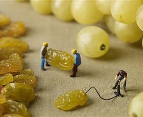 Hunter Valley Wine School - Maitland Accommodation 0