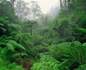 Tarra Bulga National Park - Maitland Accommodation 0