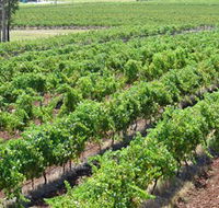 Pokolbin Brothers Wines Hunter Valley - Maitland Accommodation