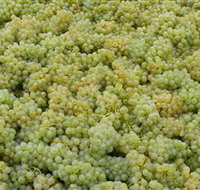 Normanby Wines - Maitland Accommodation