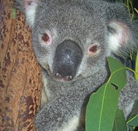 Hunter Valley Zoo - Maitland Accommodation