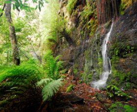 Fairy Bower Falls - Maitland Accommodation 0
