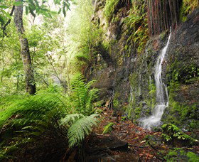 Fairy Bower Falls - Maitland Accommodation 2