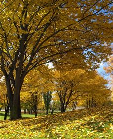 Centennial Park At Cooma - Maitland Accommodation 0