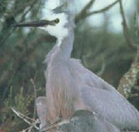 Jack Smith Lake State Game Reserve - Maitland Accommodation