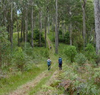 The Green Gully track - Maitland Accommodation