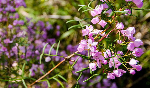 Barren Grounds Nature Reserve - Maitland Accommodation 2