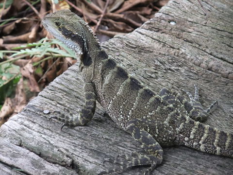 Campbells Store Craft Centre - Maitland Accommodation 1