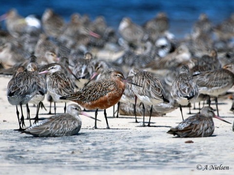 Cooloola Nature - Maitland Accommodation 0