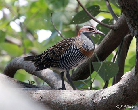 Cooloola Nature - Maitland Accommodation 1