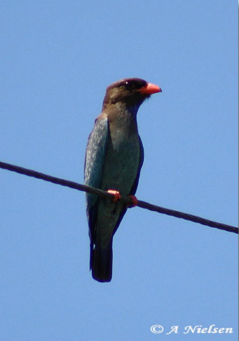 Cooloola Nature - Maitland Accommodation 2