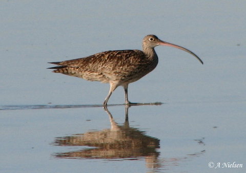Cooloola Nature - Maitland Accommodation 3
