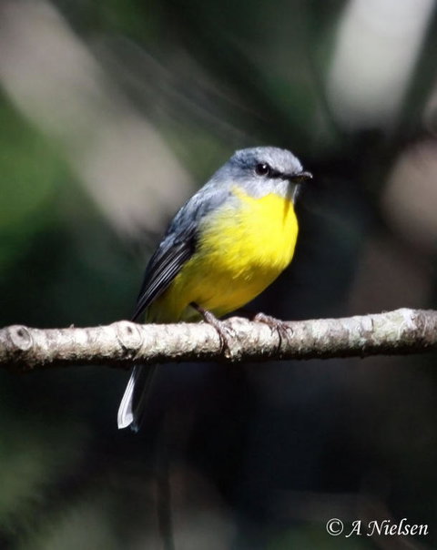 Cooloola Nature - Maitland Accommodation 4