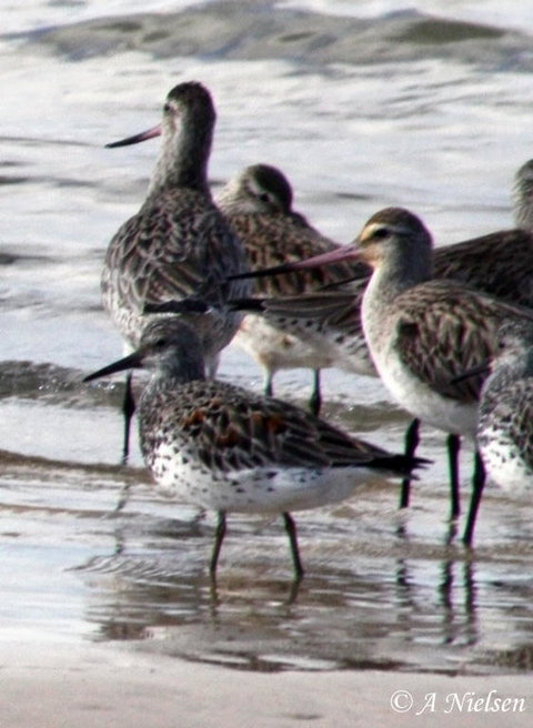 Cooloola Nature - Maitland Accommodation 5