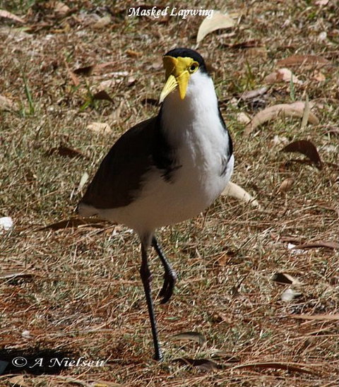 Cooloola Nature - Maitland Accommodation 6