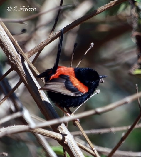 Cooloola Nature - Maitland Accommodation 7