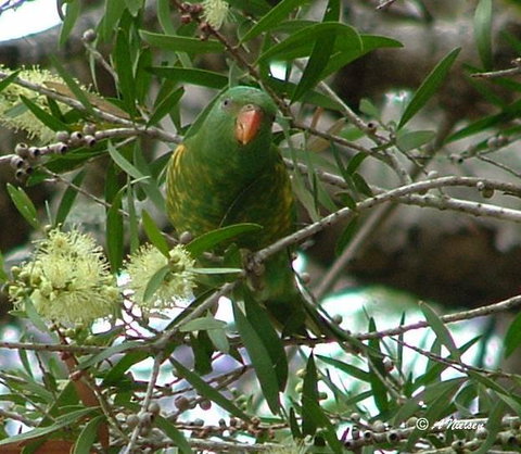 Cooloola Nature - Maitland Accommodation 8
