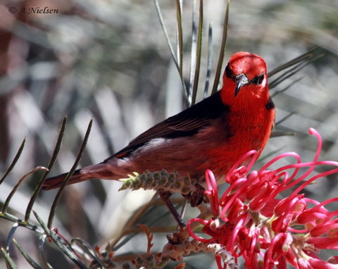 Cooloola Nature - Maitland Accommodation 9