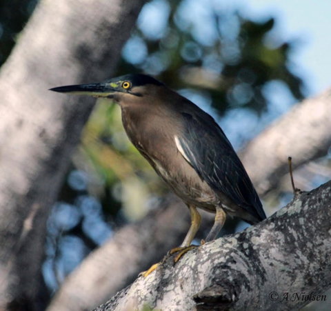 Cooloola Nature - Maitland Accommodation 10