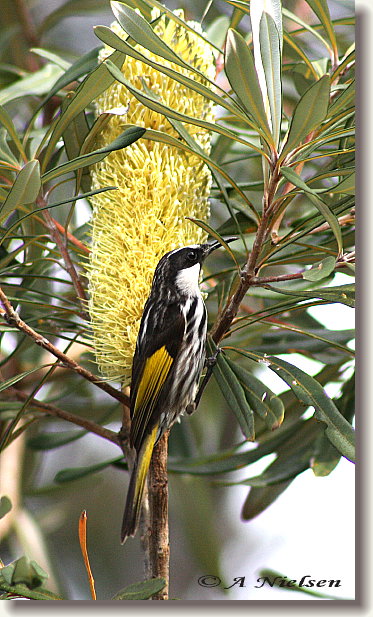 Cooloola Nature - Maitland Accommodation 11