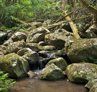Booyong walking track - Maitland Accommodation