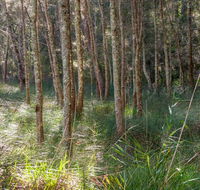 Anabranch loop track - Maitland Accommodation